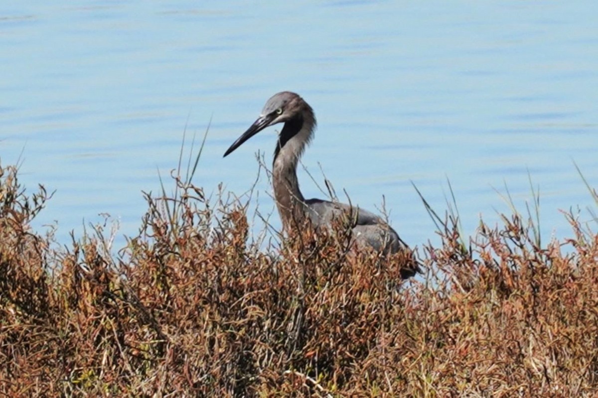 Reddish Egret - ML645981767