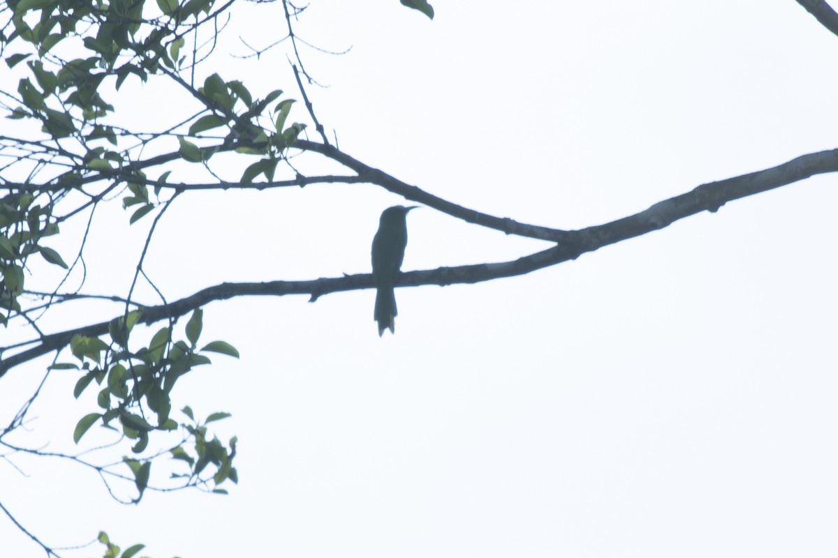 Blue-bearded Bee-eater - ML645981768