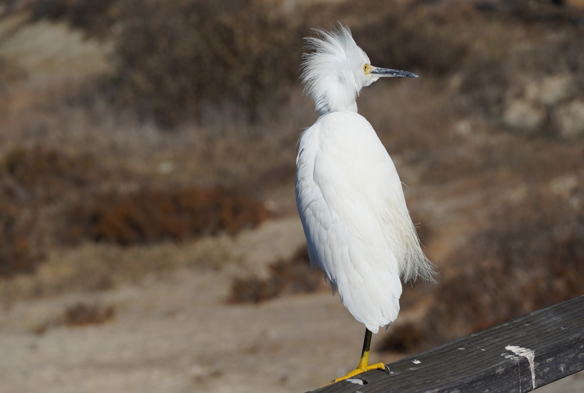 Snowy Egret - ML645981769