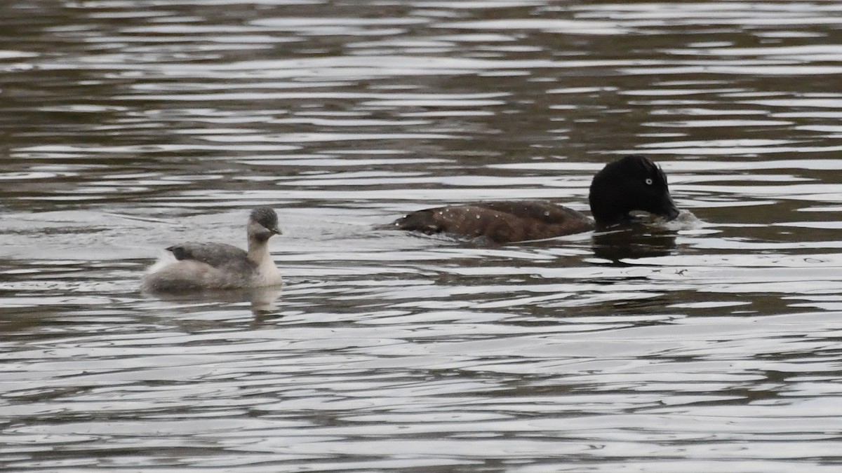 Hardhead - ML645981770