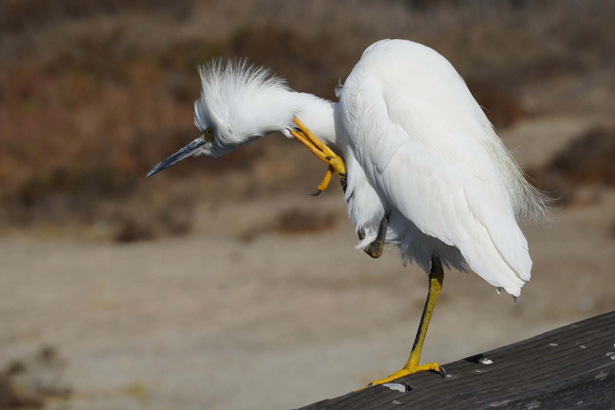 Snowy Egret - ML645981771