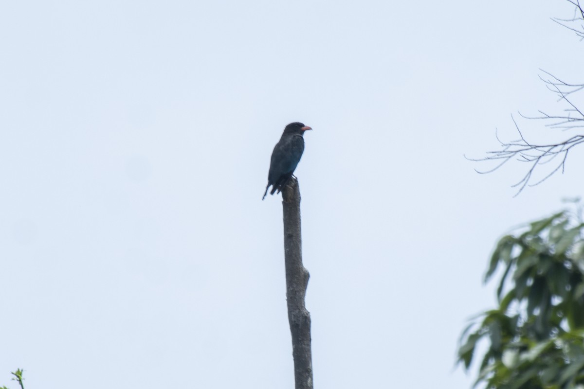 佛法僧 - ML645981772