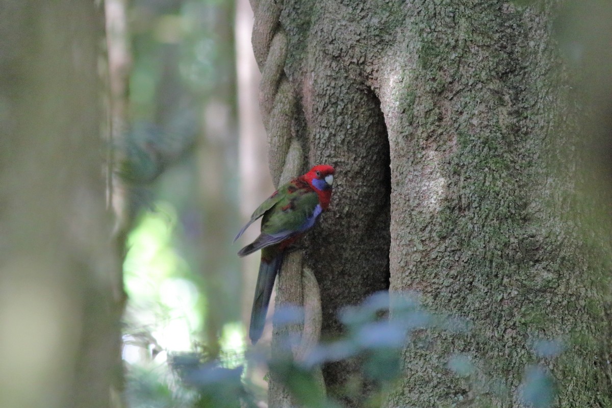 Crimson Rosella (Crimson) - ML645981773