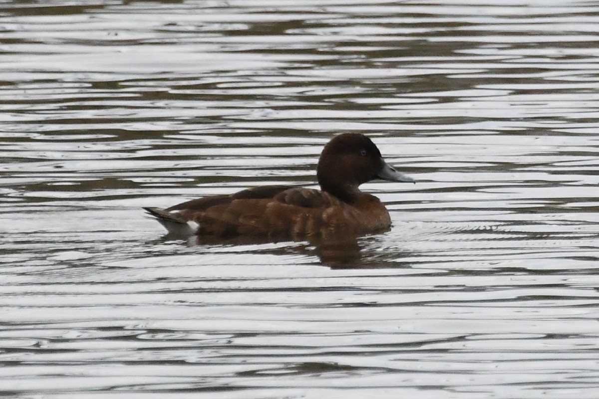 Hardhead - ML645981774