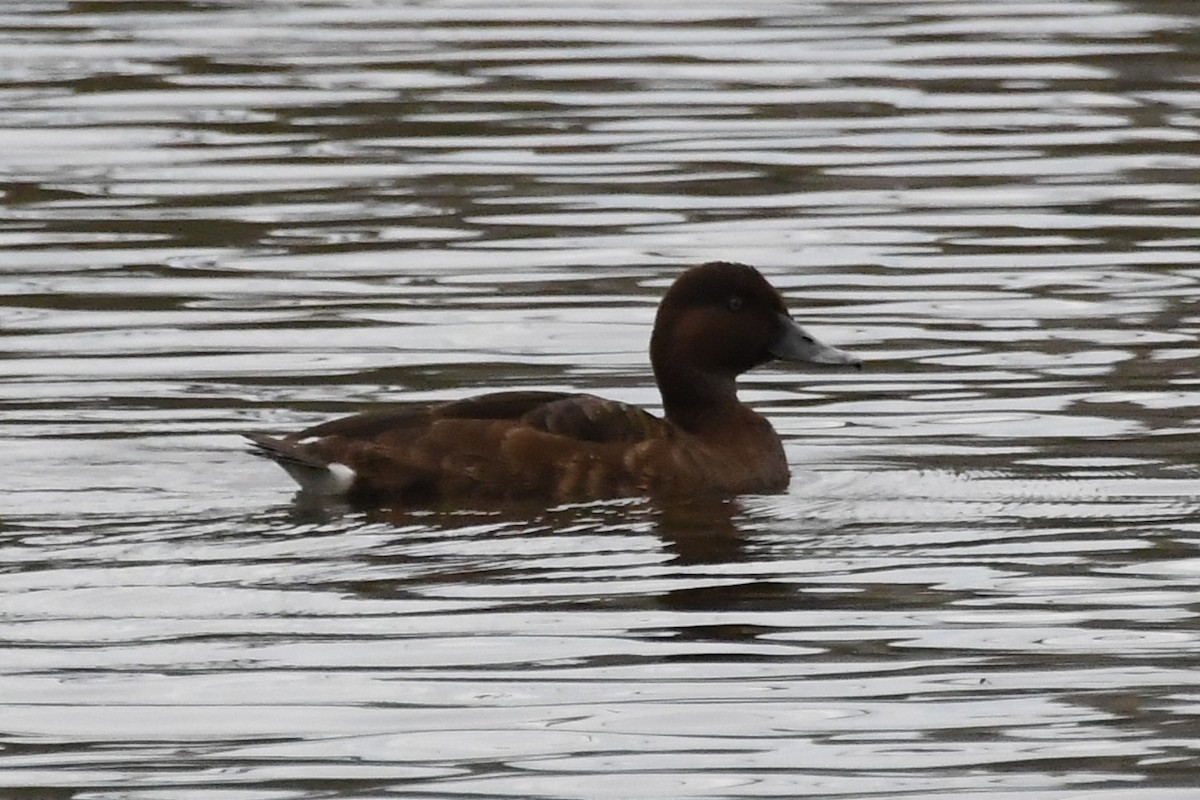 Hardhead - ML645981776