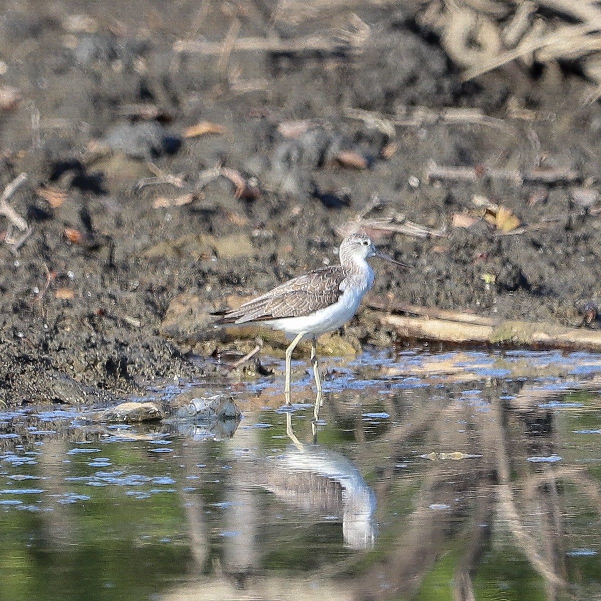 青足鷸 - ML645981777