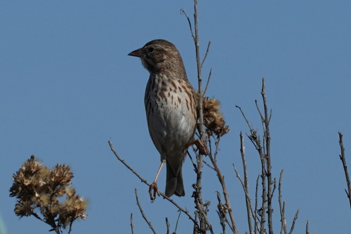 Song Sparrow - ML645981778