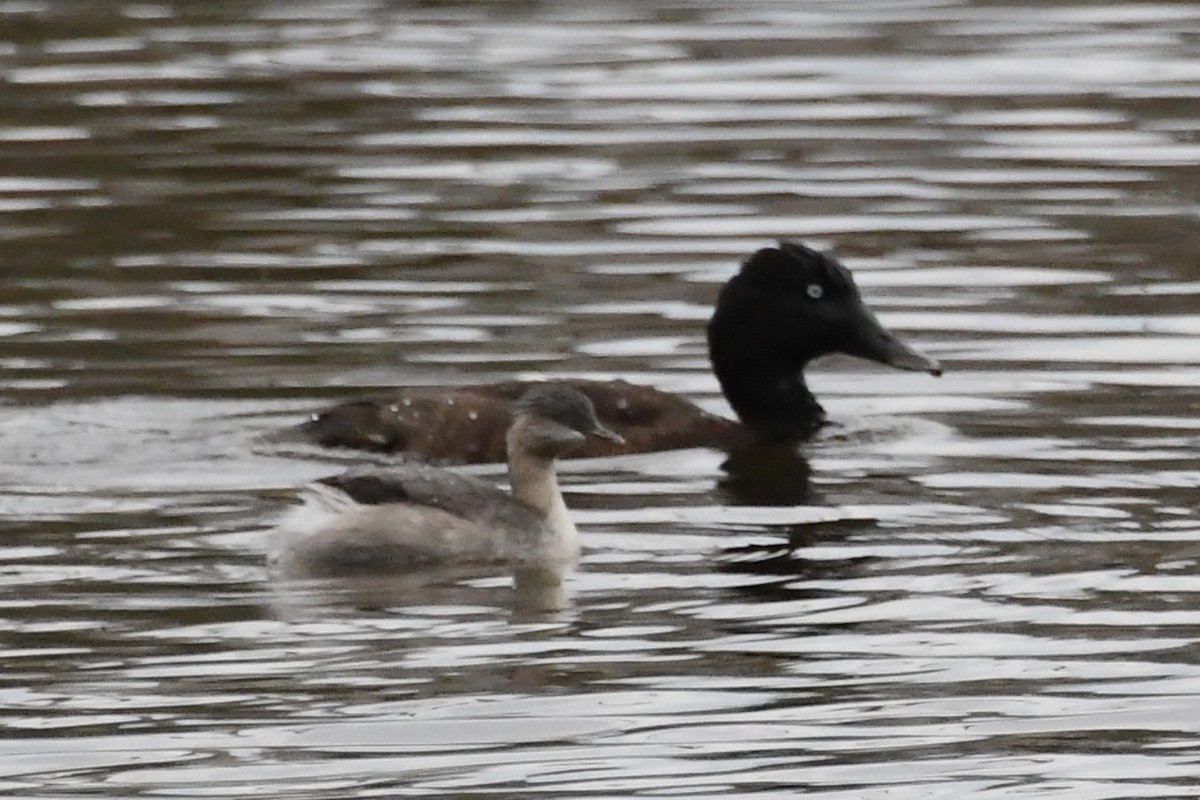 Hoary-headed Grebe - ML645981779