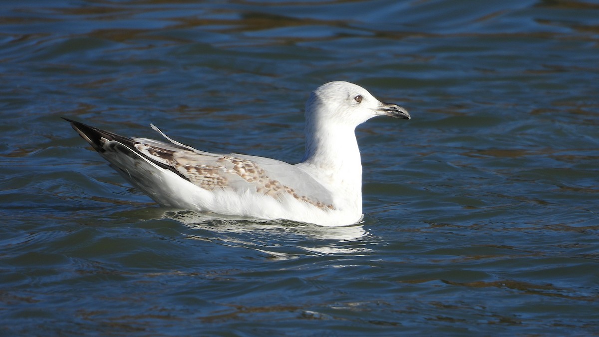 Yellow-legged Gull - ML645981780