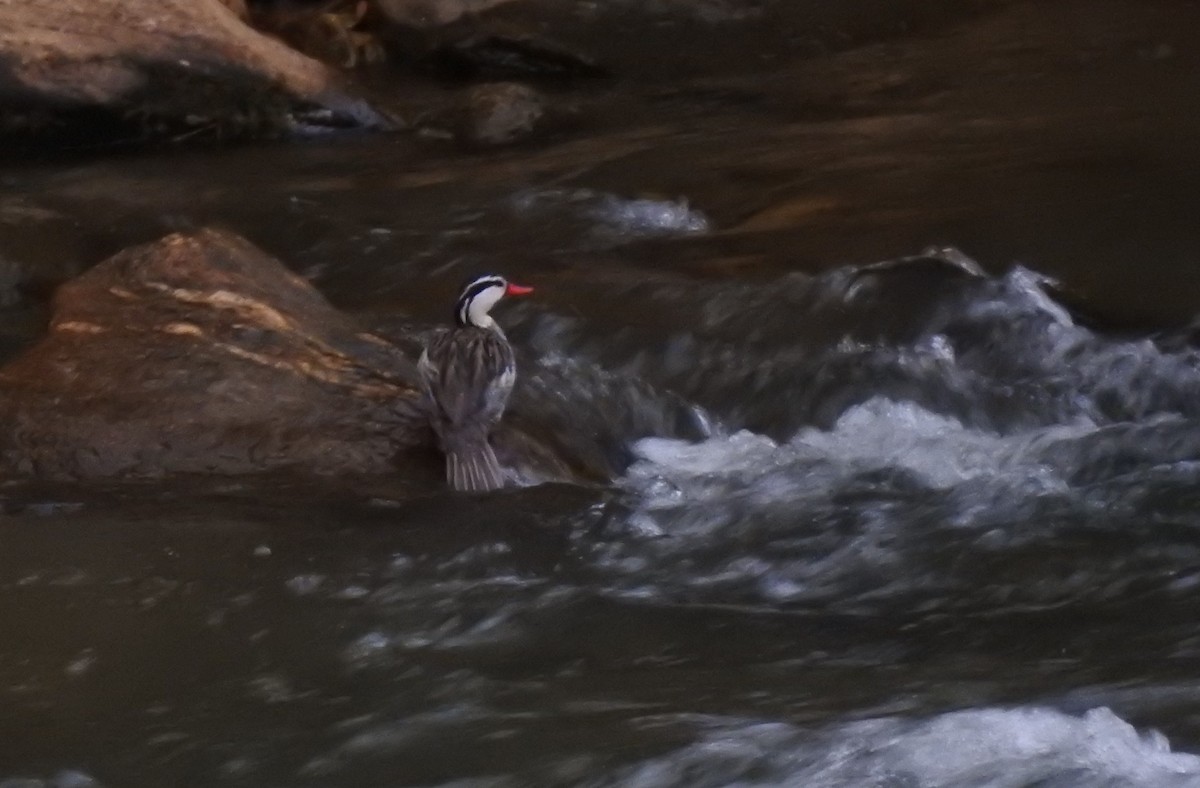 Torrent Duck - ML645981781