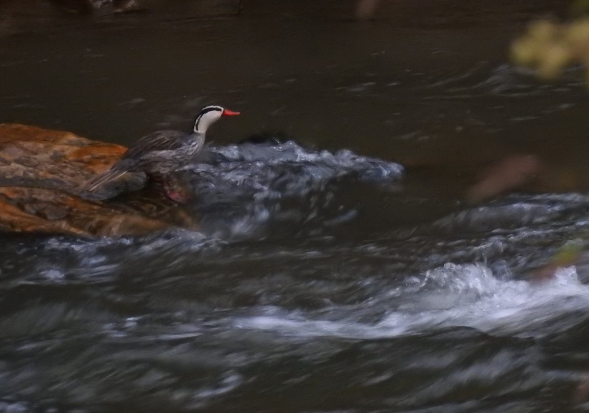 Torrent Duck - ML645981782