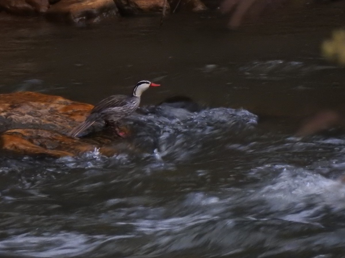 Torrent Duck - ML645981783