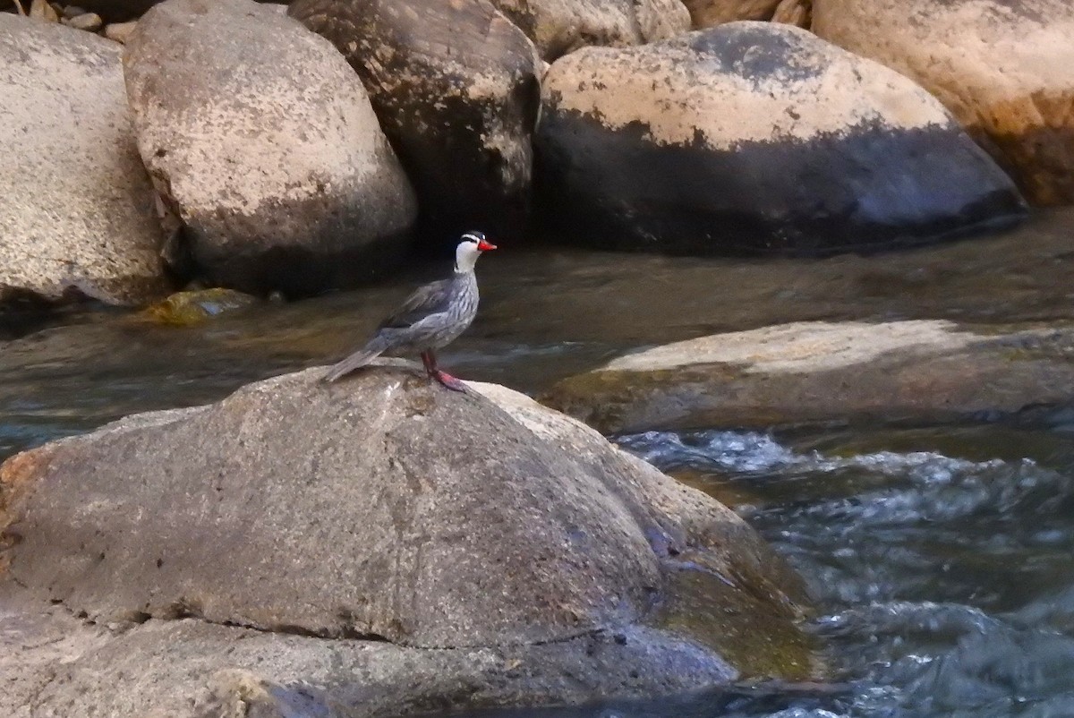 Torrent Duck - ML645981785