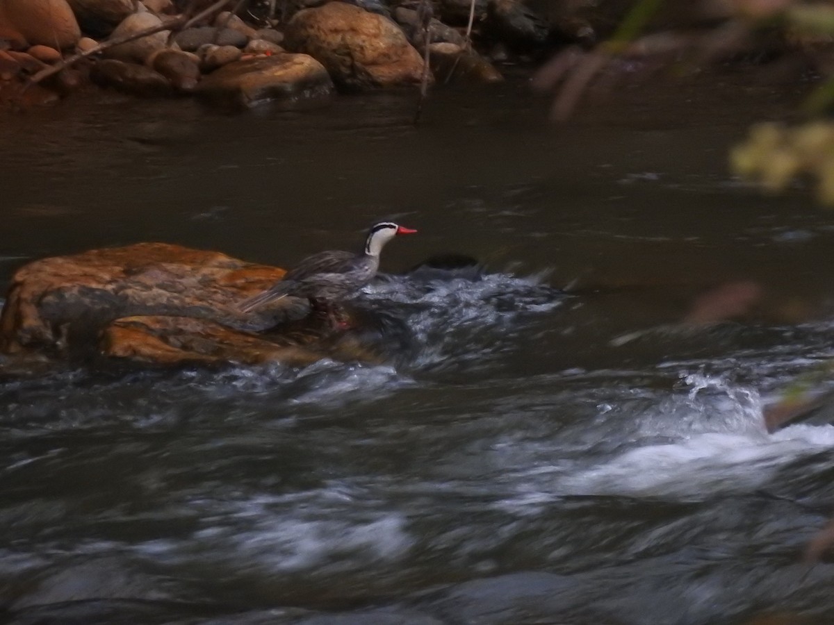 Torrent Duck - ML645981786