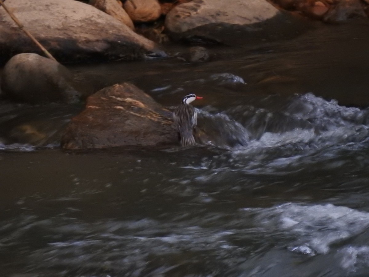 Torrent Duck - ML645981787