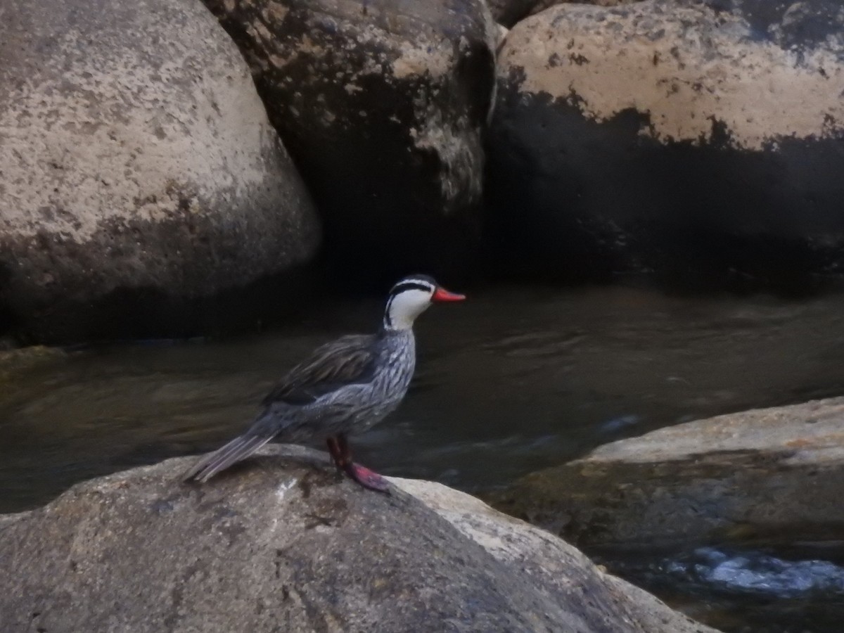 Torrent Duck - ML645981788