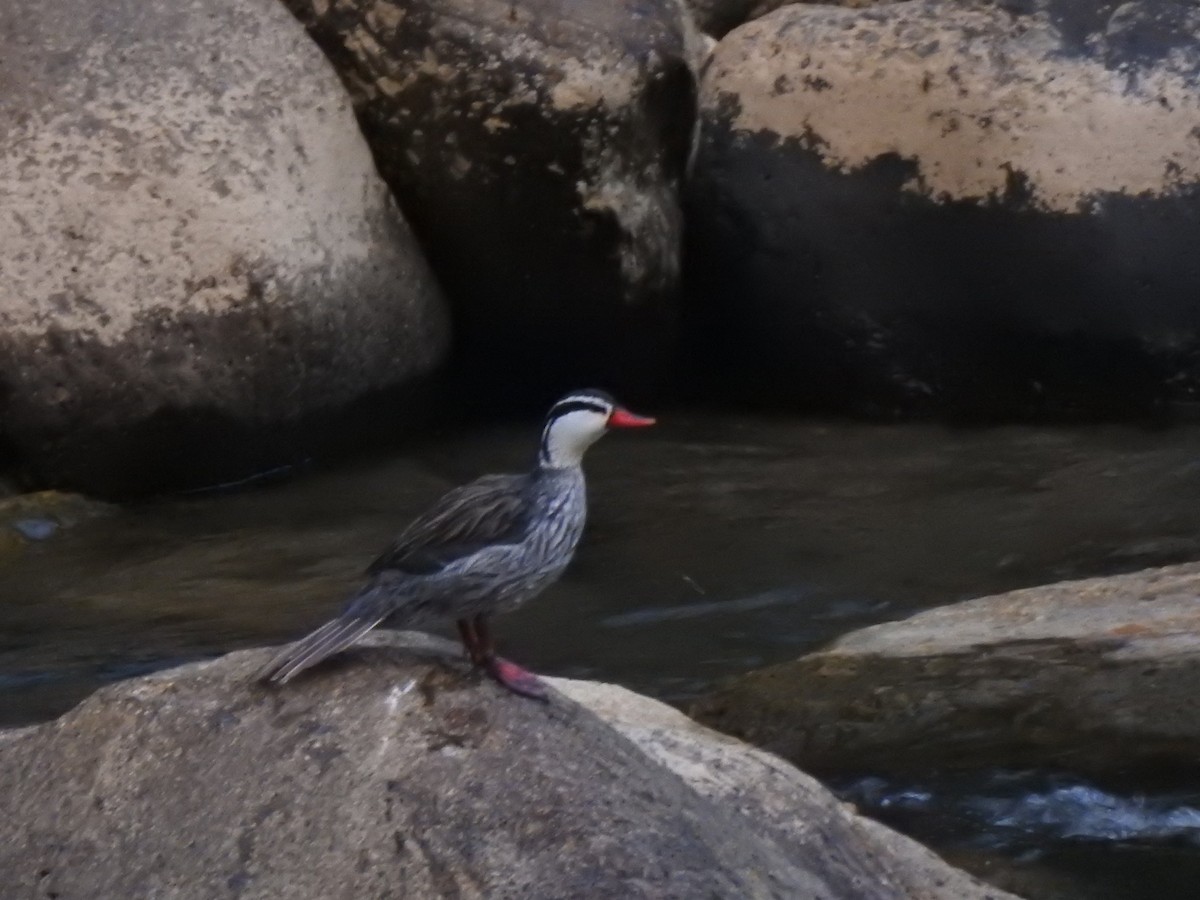 Torrent Duck - ML645981789