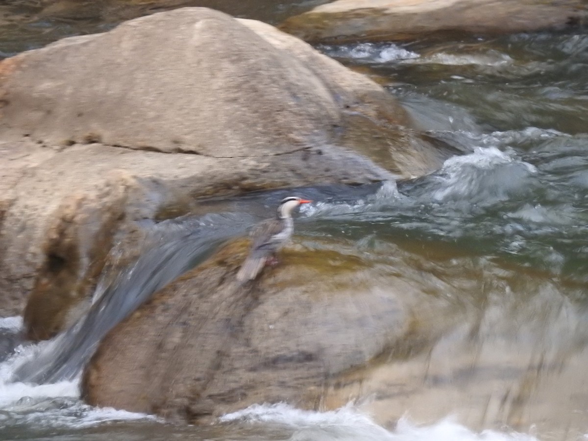 Torrent Duck - ML645981790