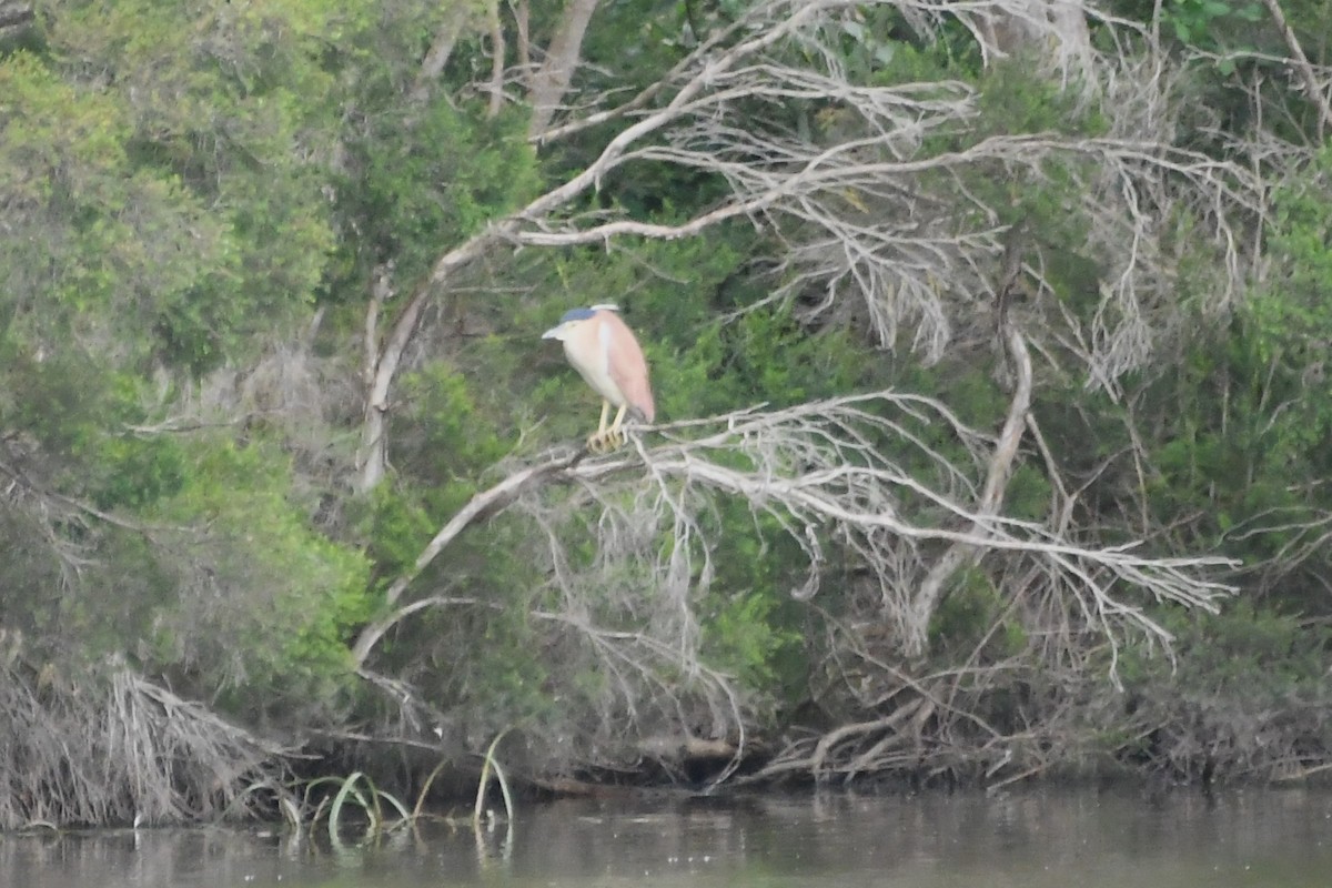 棕夜鷺 - ML645981791