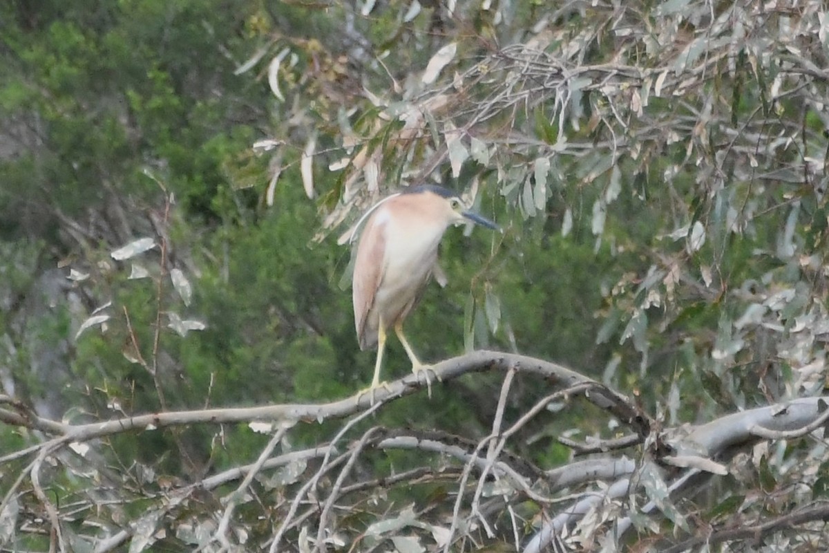 棕夜鷺 - ML645981795