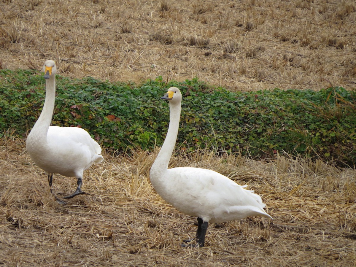 sangsvane - ML645981859