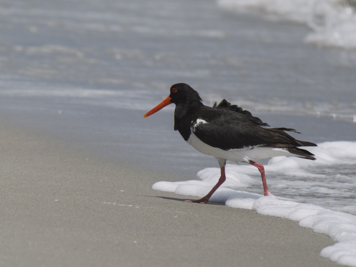 Pied Oystercatcher - ML645981860