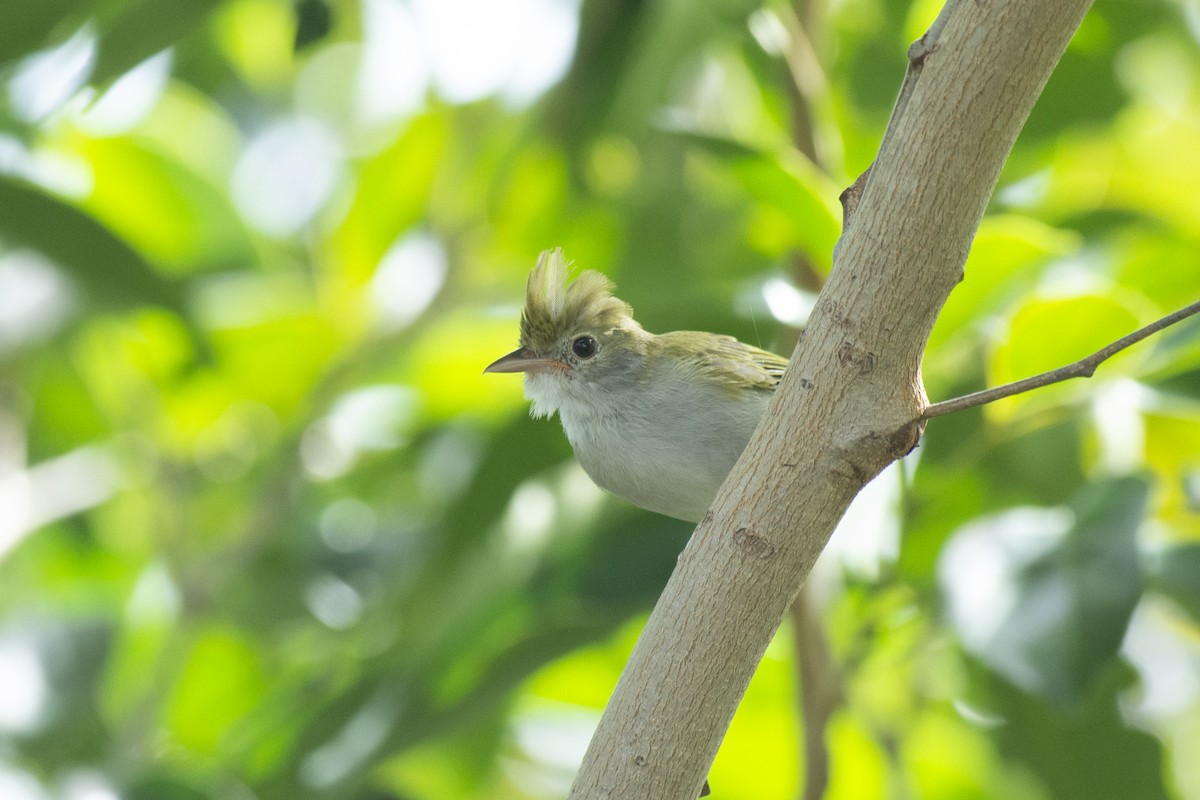 Haubenvireo - ML645981862