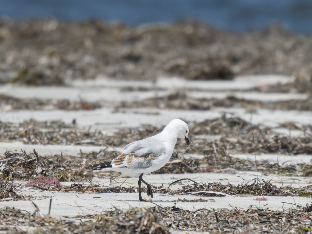 Silver Gull - ML645981865