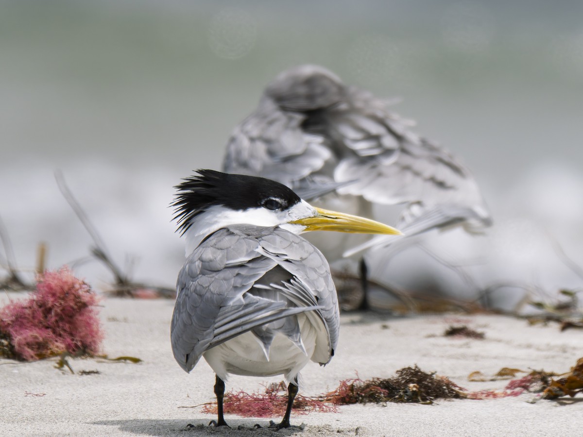Great Crested Tern - ML645981867