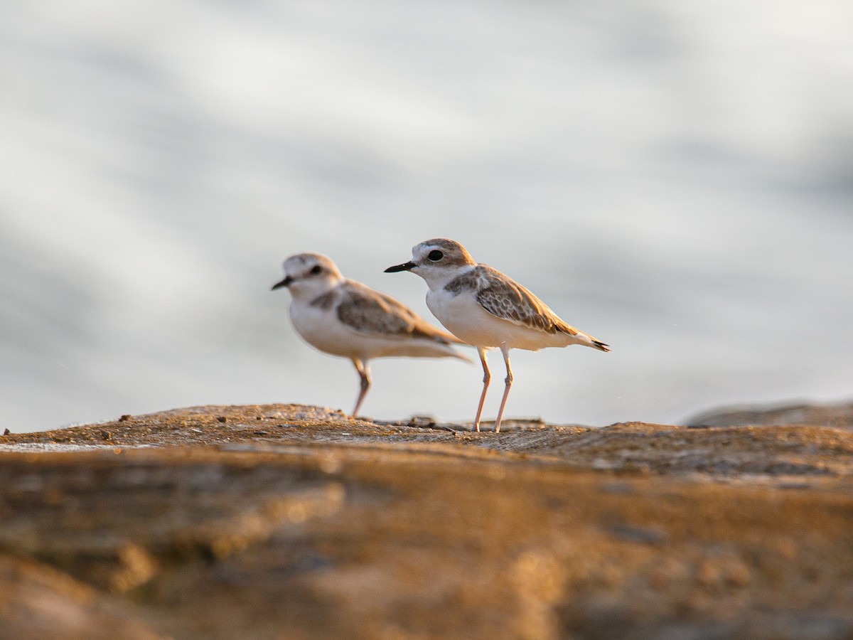 White-faced Plover - ML645981869