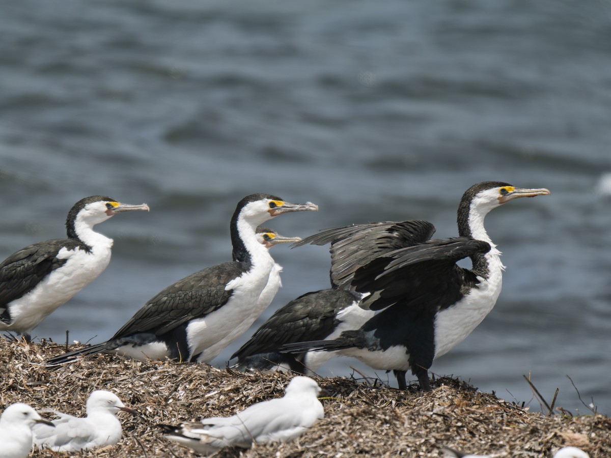 Pied Cormorant - ML645981870
