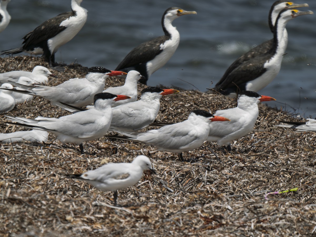 Caspian Tern - ML645981871