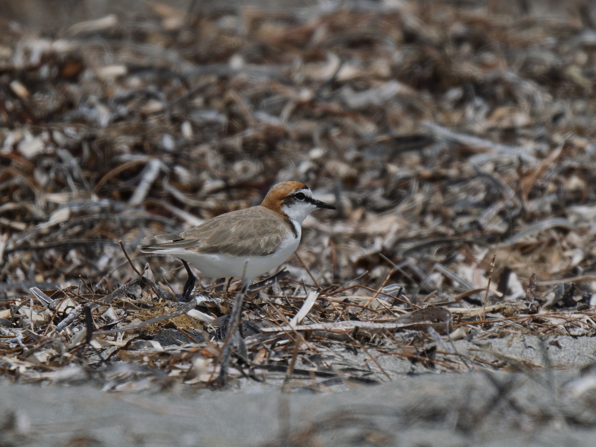 Red-capped Plover - ML645981886