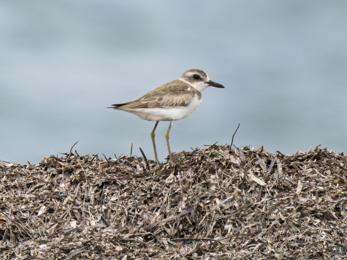 Greater Sand-Plover - ML645981887