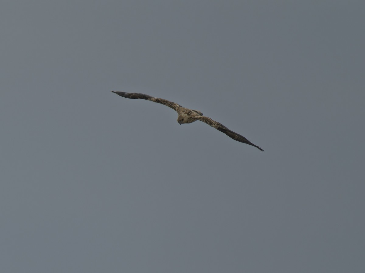 Whistling Kite - ML645981888