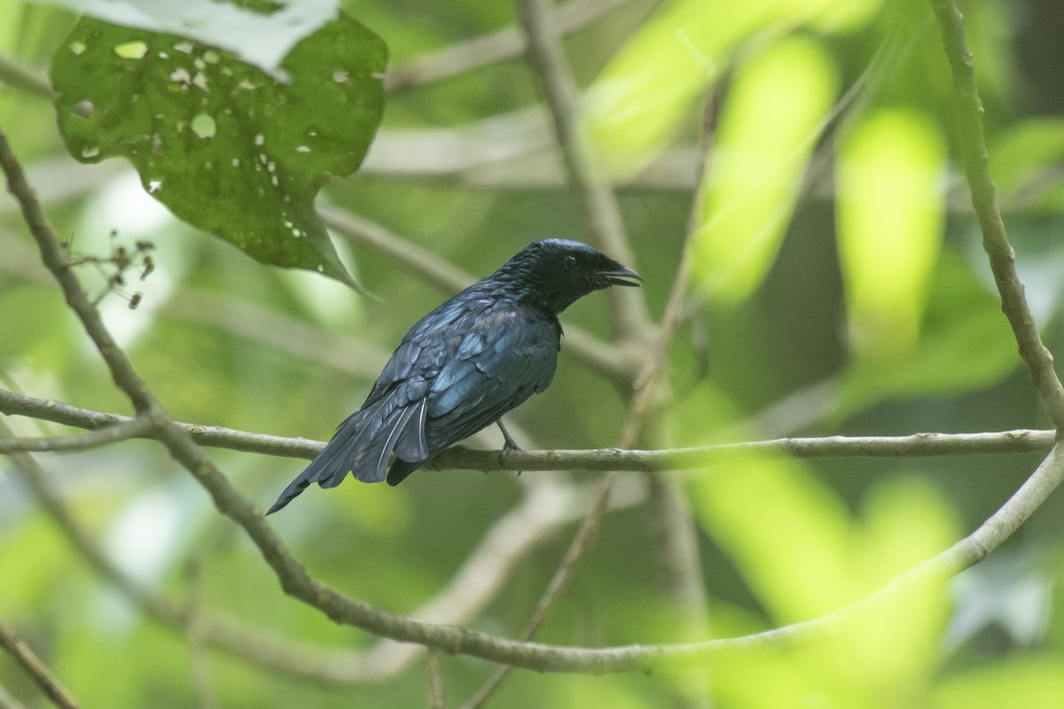 Bronzed Drongo - ML645981889