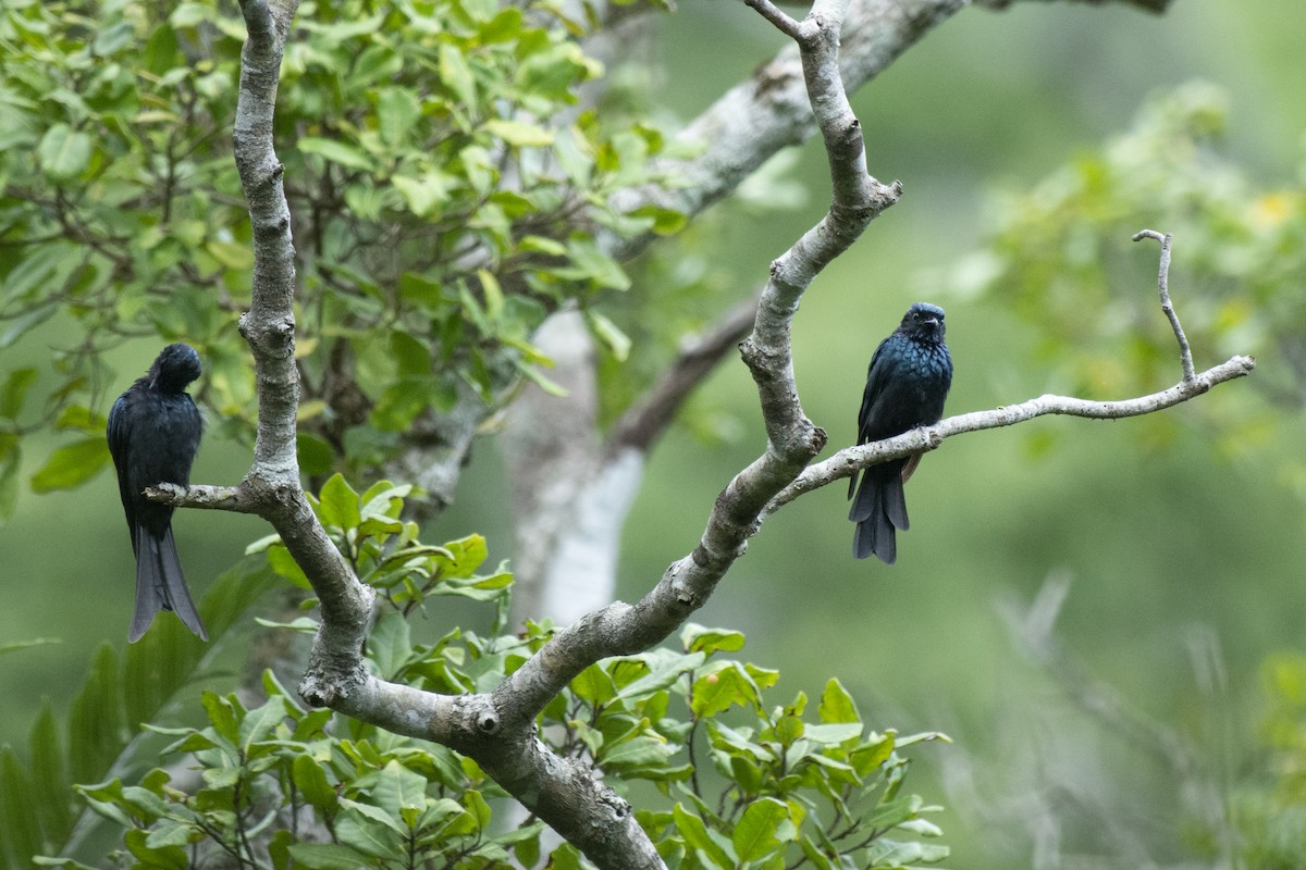 Bronzed Drongo - ML645981890