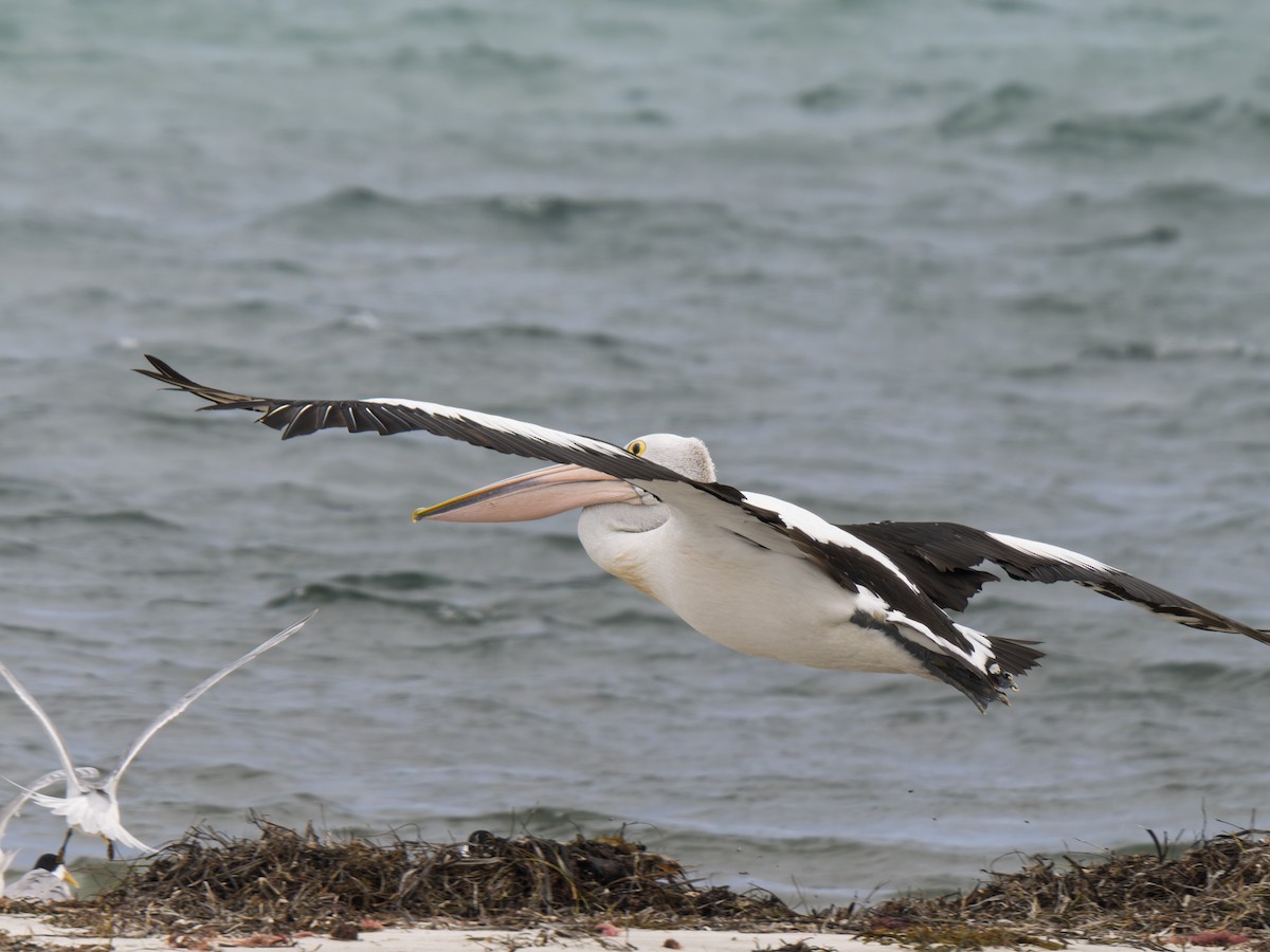 Australian Pelican - ML645981891
