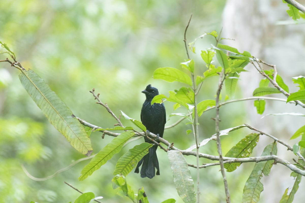 Greater Racket-tailed Drongo - ML645981892