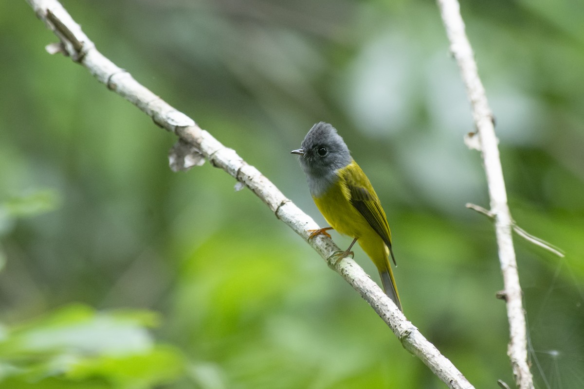 Gray-headed Canary-Flycatcher - ML645981893