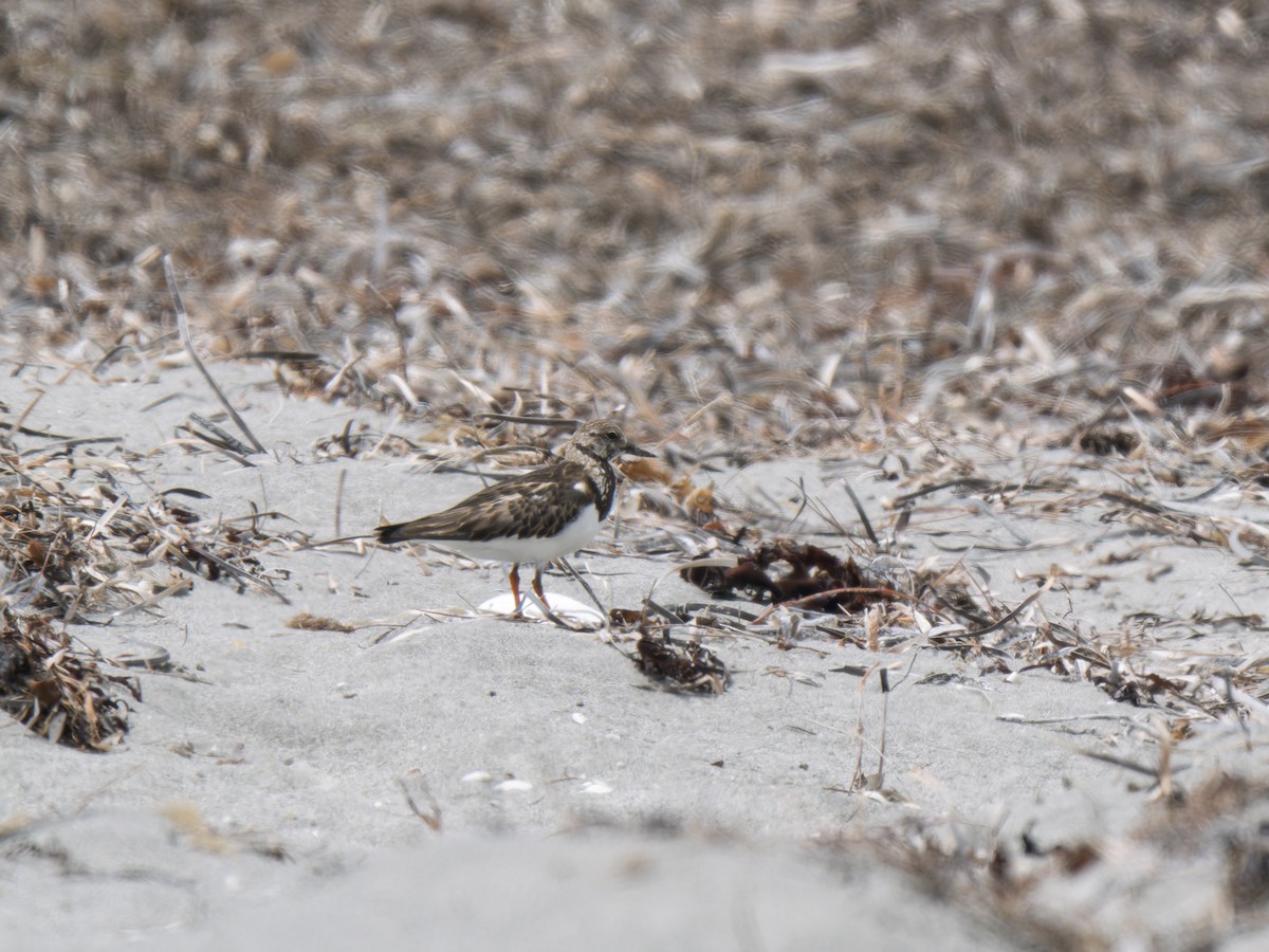 Ruddy Turnstone - ML645981894