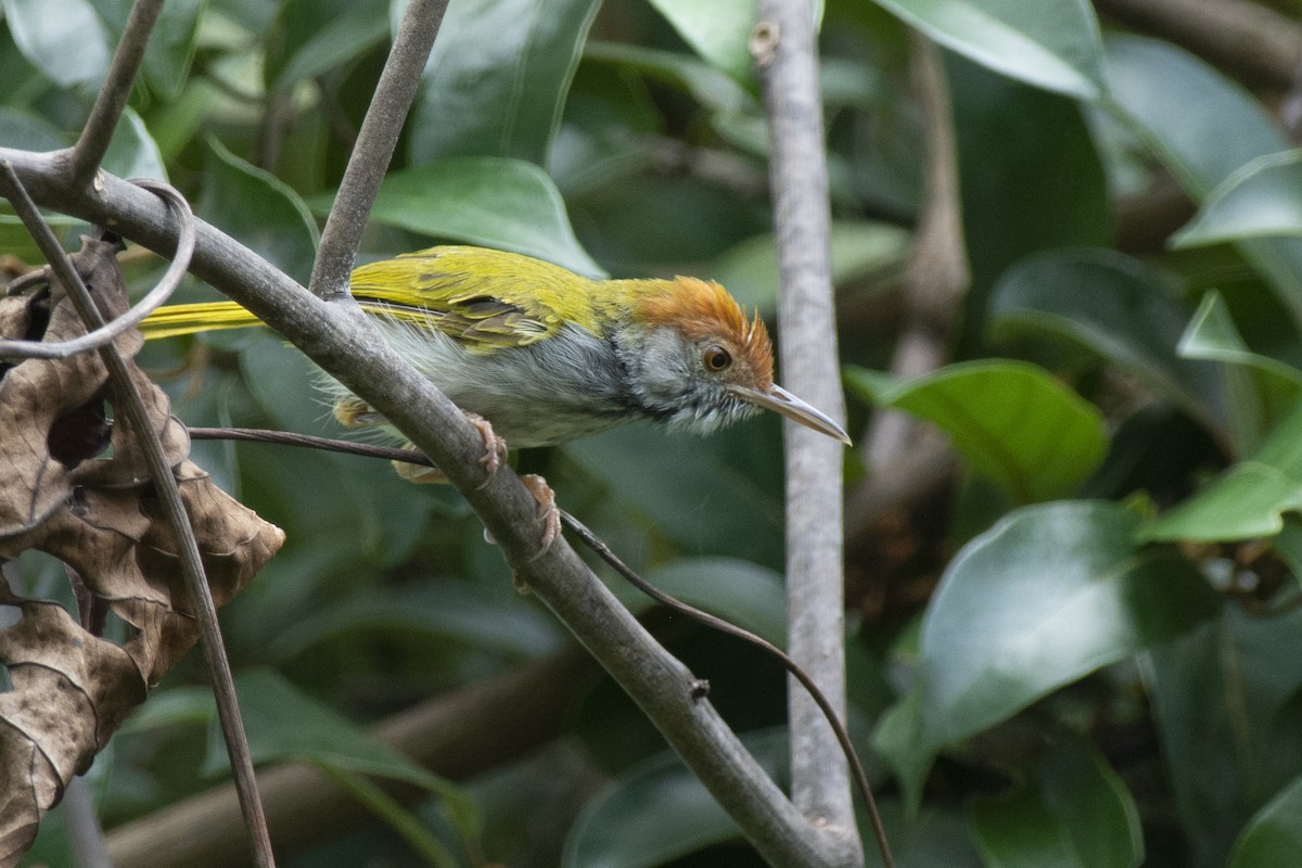 Dark-necked Tailorbird - ML645981897
