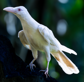 crow sp. - eBird