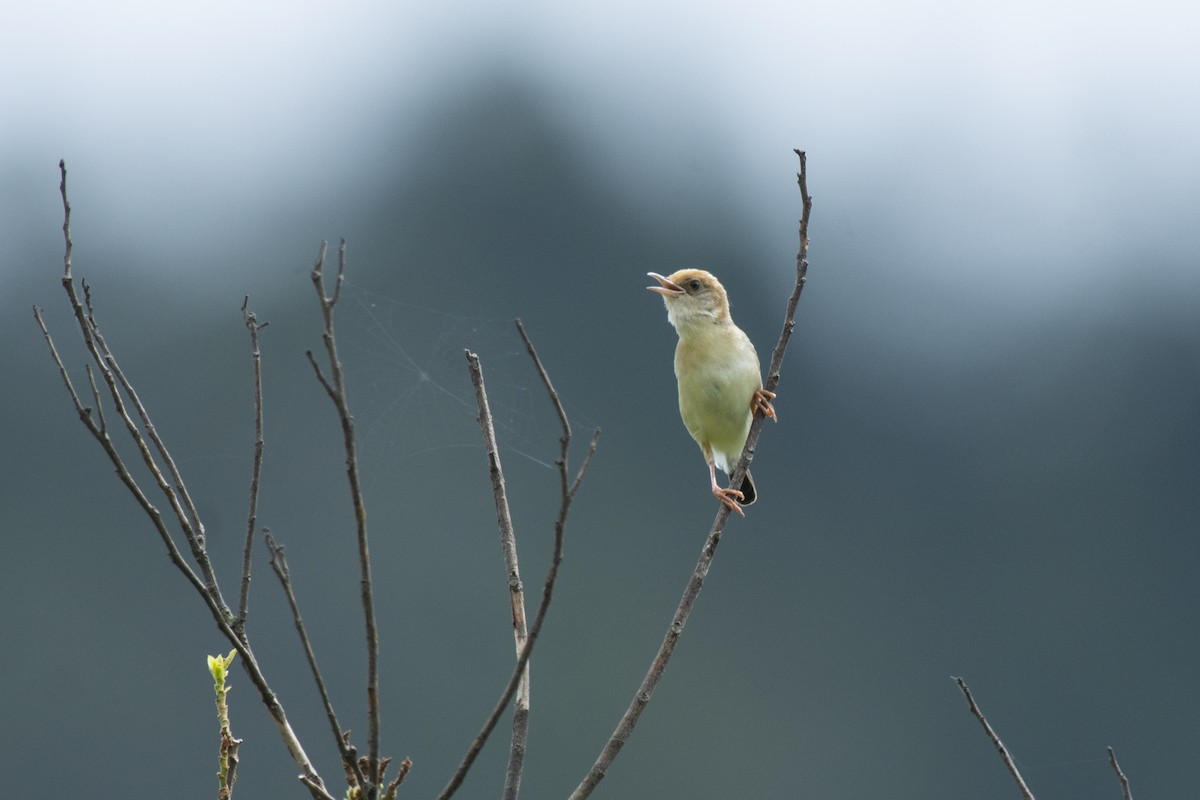 Golden-headed Cisticola - ML645981900