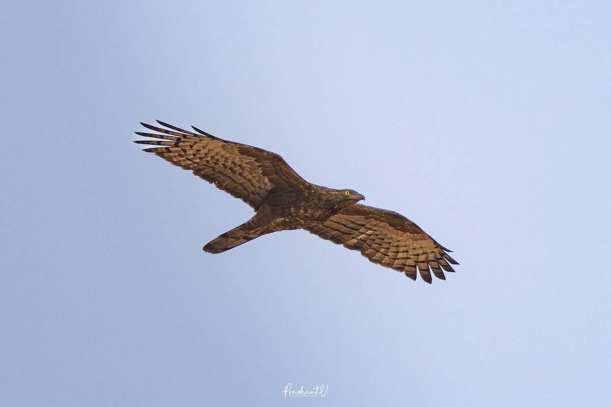 ハチクマ - ML645981902