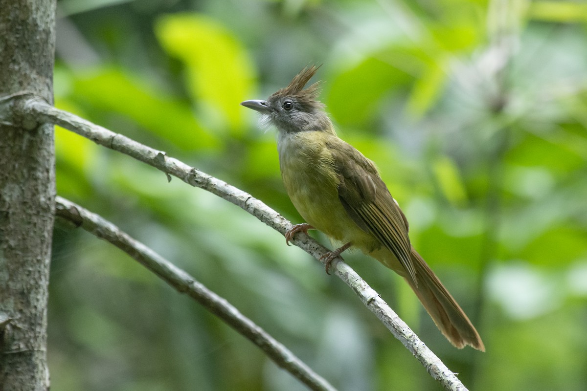 Ochraceous Bulbul - ML645981903