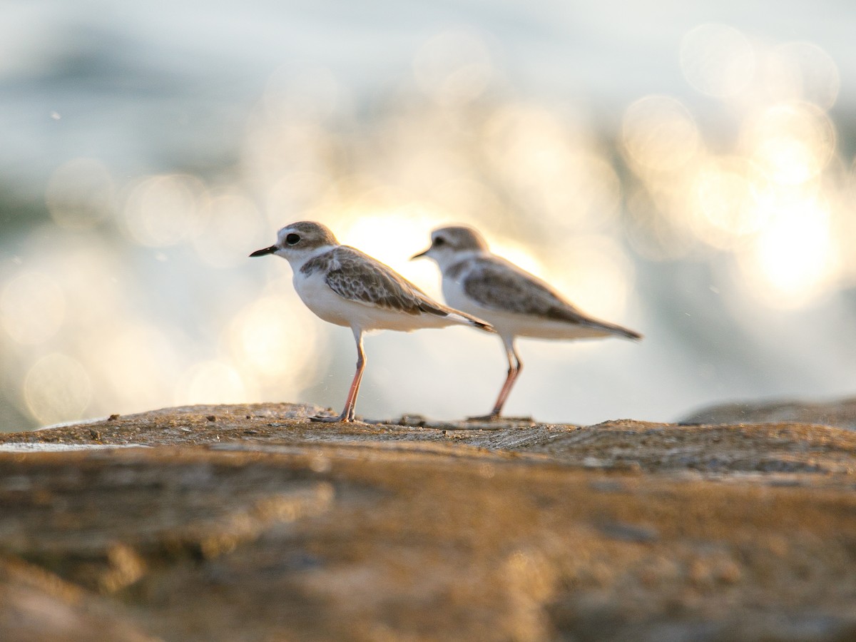 White-faced Plover - ML645981904