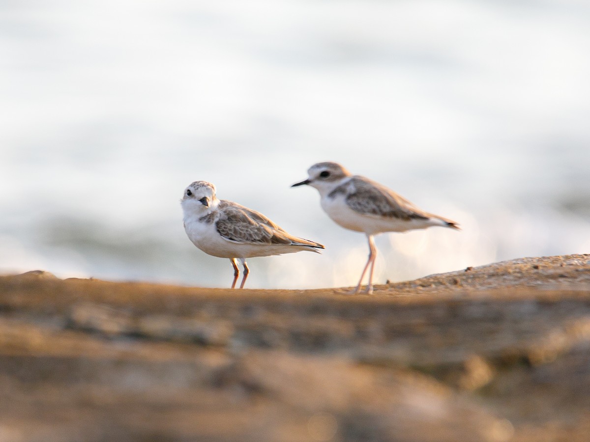 White-faced Plover - ML645981906