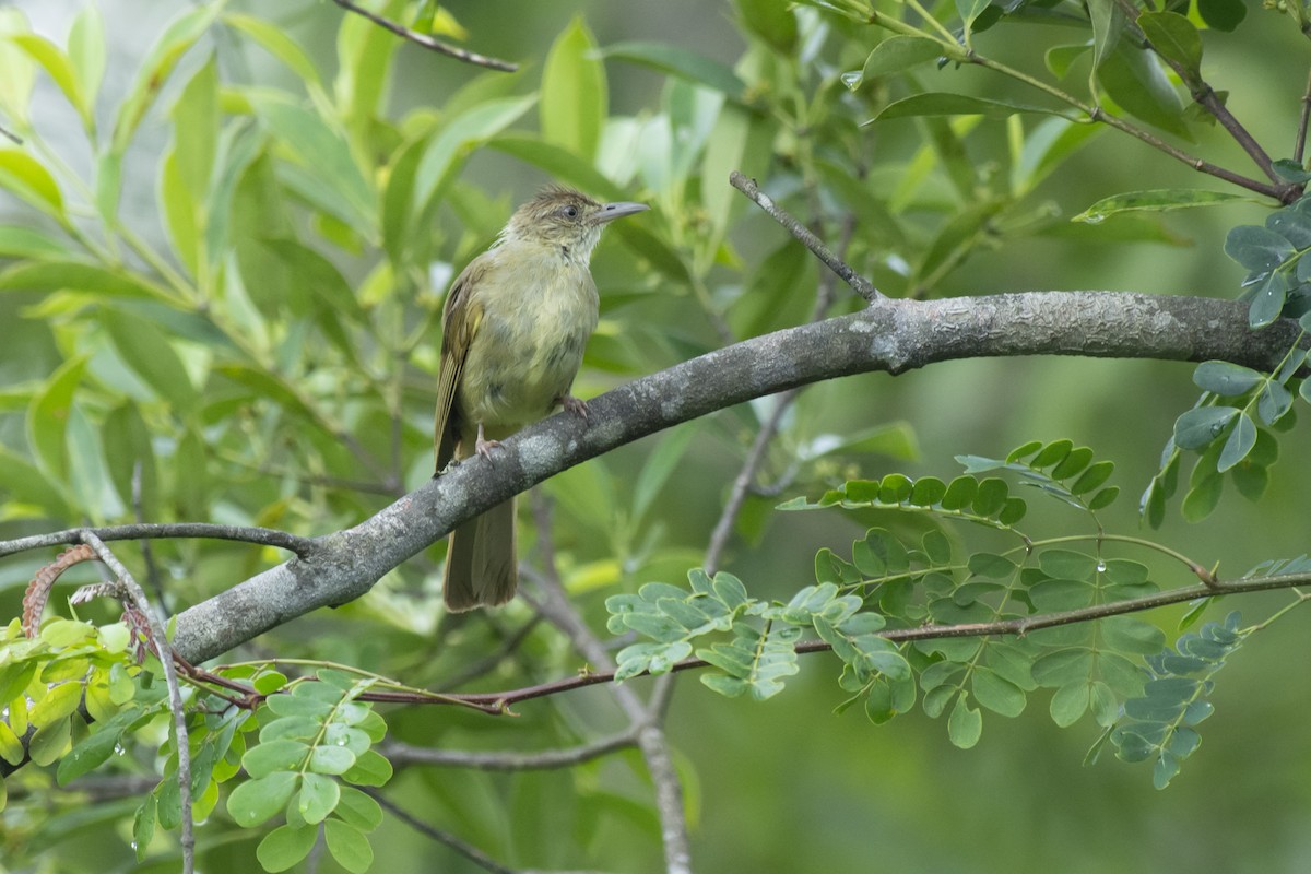 Gray-eyed Bulbul - ML645981913
