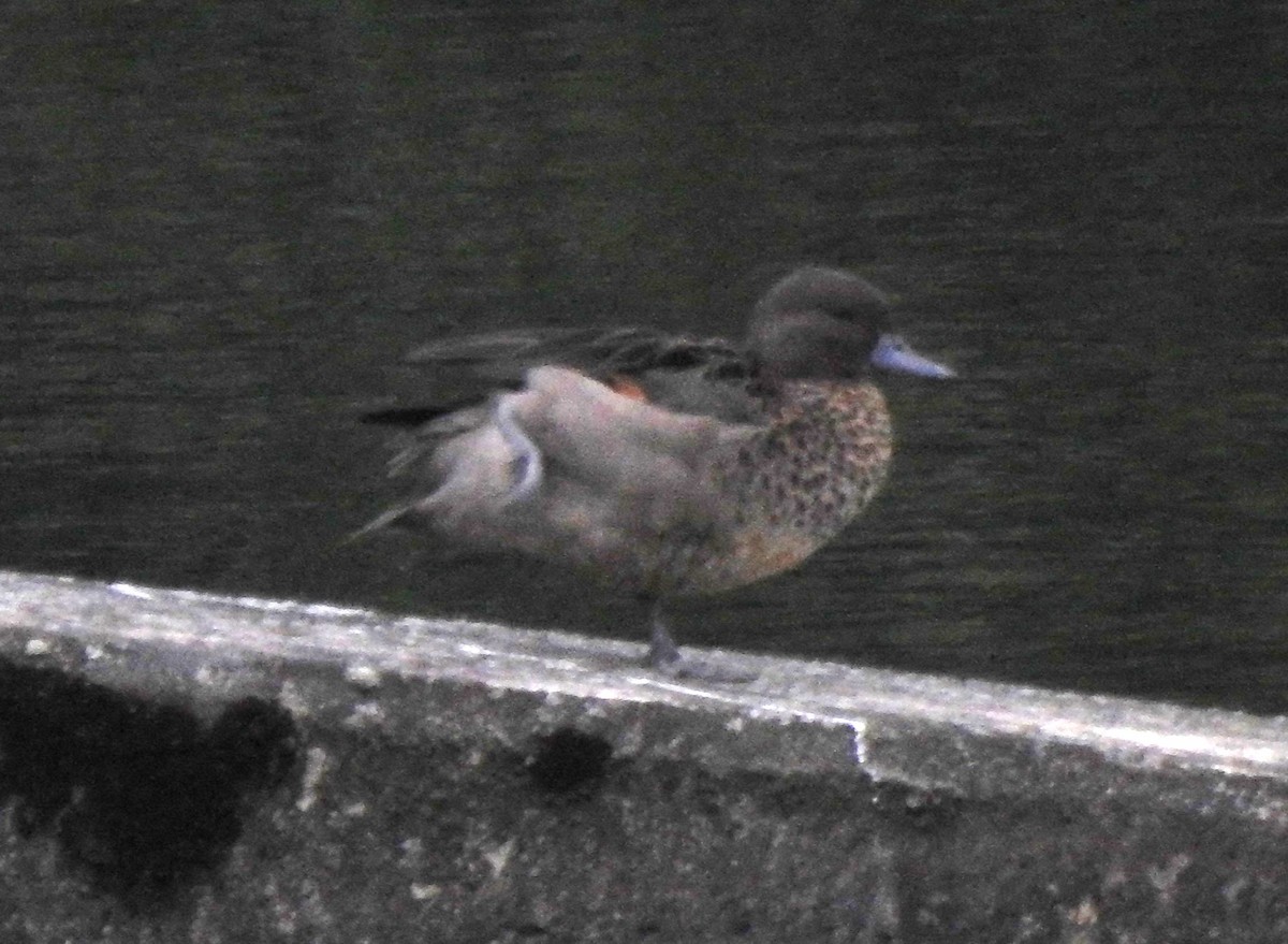 Sarcelle des Andes - ML645981916